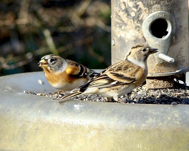 brambling